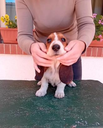 Cuccioli bassethound basset hound