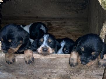 Segugi per caccia al cinghiale