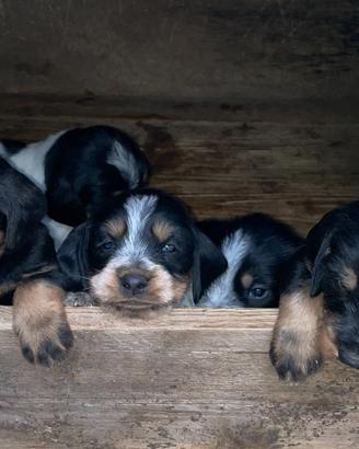 Segugi per caccia al cinghiale
