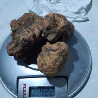 Cane da tartufo