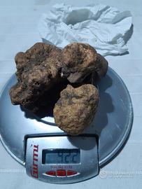 Cane da tartufo