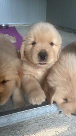 Disponibile cucciolo Golden linea americana