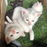 Gattini persiane con incrocio