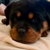 Rottweiler