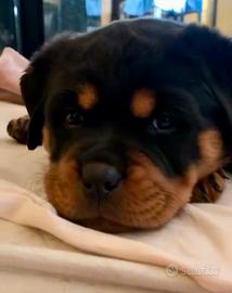 Rottweiler