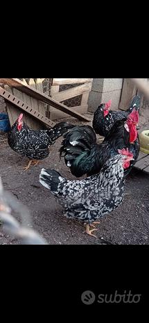 Coppia galline razza Ancona
 in vendita a Rieti