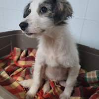 Cagnolino 2 mesi e mezzo