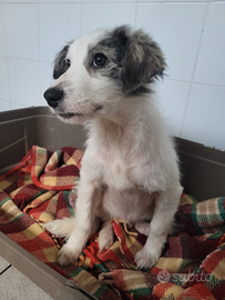 Cagnolino 2 mesi e mezzo