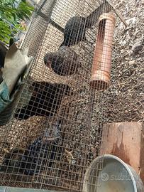 galline