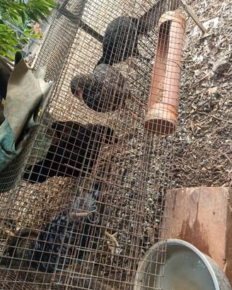 galline