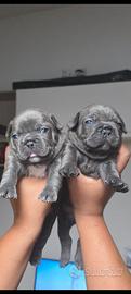 Cuccioli bulldog francese esotici