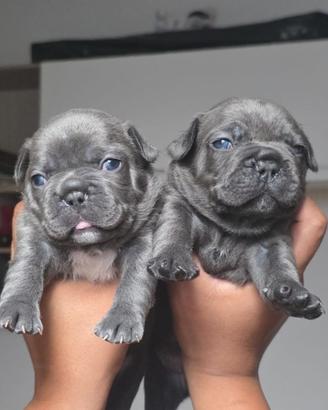 Cuccioli bulldog francese esotici