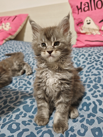 Maine coon cucciola