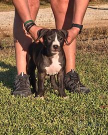 American pit bull terrier ukc