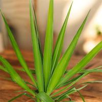 Yucca