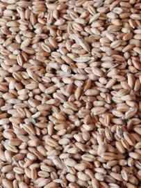 grano tenero 