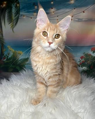 Maine Coon