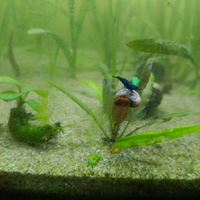 Caridine Blue Dreams