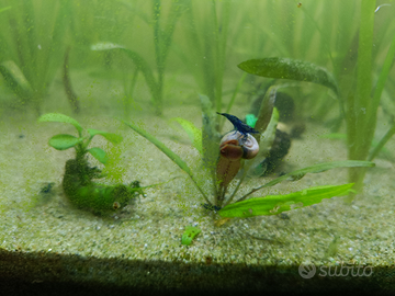 Caridine Blue Dreams