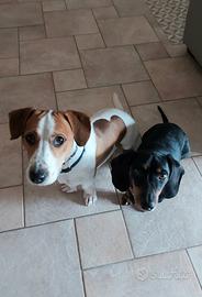 Nuovo proprietario/i