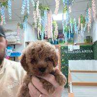 Barboncino mini toy albicocca 2M 2F anche a rate