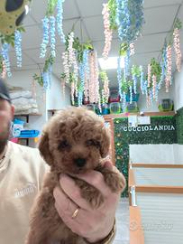 Barboncino mini toy albicocca 2M 2F anche a rate