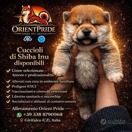 Shiba inu cuccioli