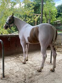 Cavallo Paint