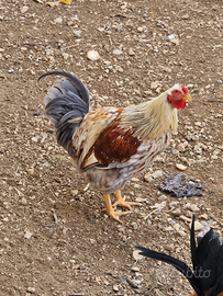 Gallo allevato all'aperto