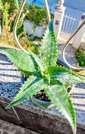 aloe saponaria