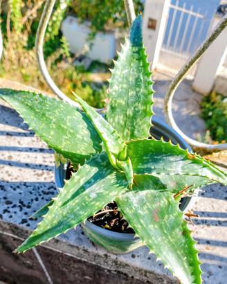 aloe saponaria
