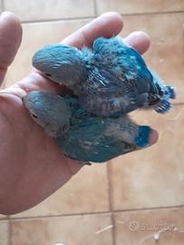 Inseparabili blu