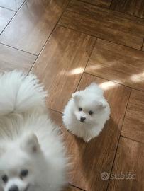 cucciolo di spitz volpino