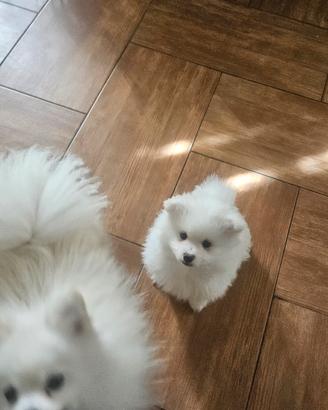 cucciolo di spitz volpino