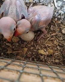Pulli di pappagallo parrocchetto dal collare