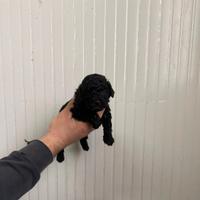 Barboncino mini toy nero femmina