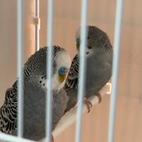 Cocorita maschio antracite DF