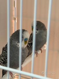 Cocorita maschio antracite DF