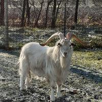 Maschio capra cashmere riproduttore