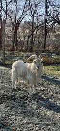 Maschio capra cashmere riproduttore