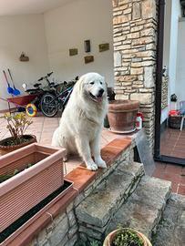 Cuccioli di Pastore Maremmano Abruzzese