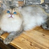 British Longhair per accoppiamento
