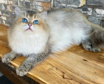 British Longhair per accoppiamento