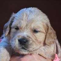 Cuccioli GOLDEN RETRIEVER