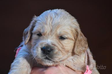 Cuccioli GOLDEN RETRIEVER