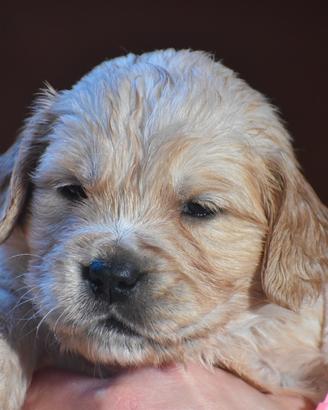 Cuccioli GOLDEN RETRIEVER