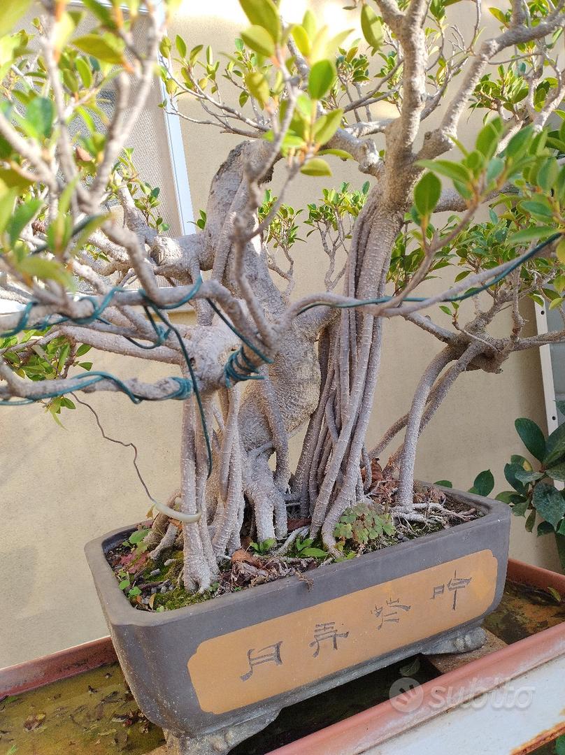 Attrezzi bonsai semiprofessionali 15 pezzi - Giardino e Fai da te In  vendita a Taranto