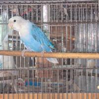 Inseparabile opalino blu selvatico