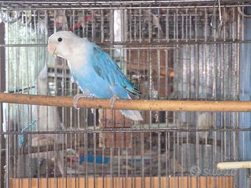 Inseparabile opalino blu selvatico