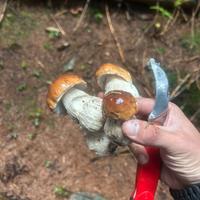 Sia secchi che freschi